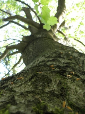 Stromy - Drobeček