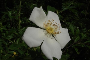 Půvaby květin - Bílá