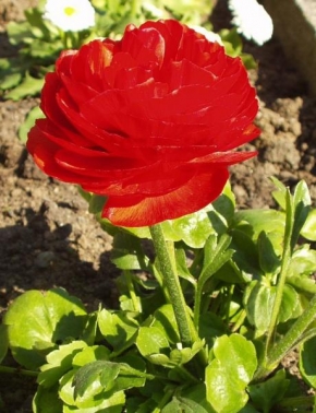 Půvaby květin - červená květina