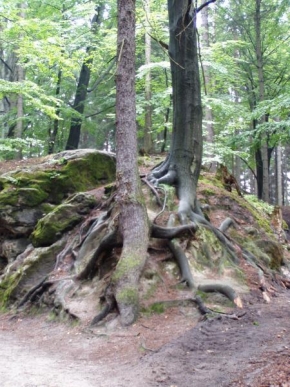 Alexandr Kasl - I stromy se berou za ruce