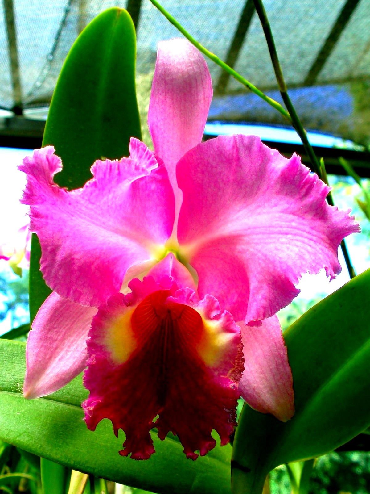Orchidej 1