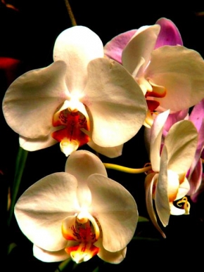 Půvaby květin - Orchidej 4