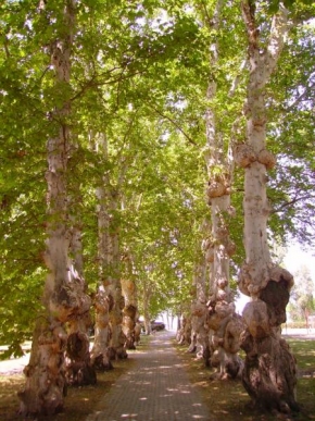 Stromy - Platanová alej