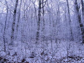 Stromy - Zima je zimička