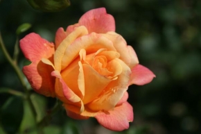 Půvaby květin - Kýč a la rose (?)