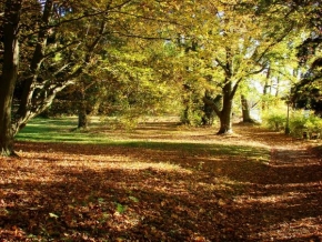 Stromy - V podzimním hávu