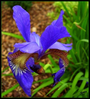 Půvaby květin - Irisek malý