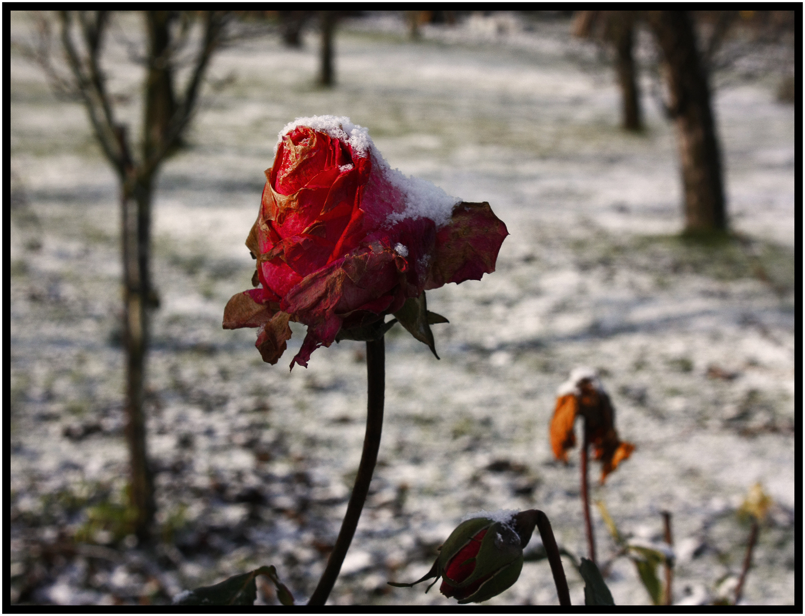 Zimní růže