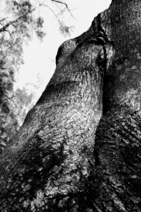 Stromy - Ve dřevě zakletá