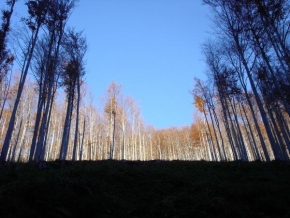 Stromy - Hluboko v lese