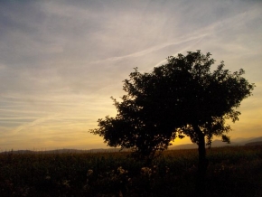 Oľga Sitárová - Večerní strom