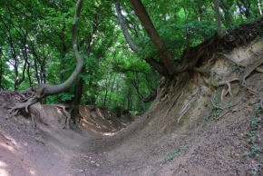 Stromy - Systém koreňov