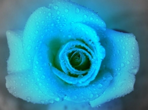 Dominik Růžička - Zimní růže
