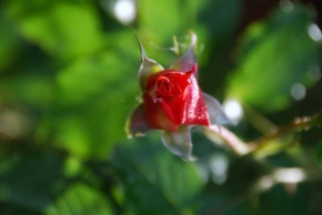 Půvaby květin - Růže po dešti