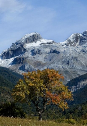 Stromy - Podzim v Pyrenejích