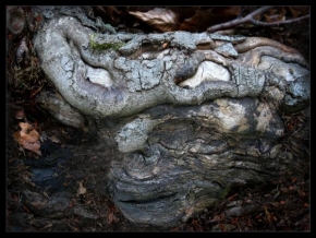Stromy - Fotograf roku - junior - Maska lesního ducha...