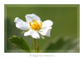 Půvaby květin - Lesní jahoda