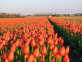 Má nejkrásnější krajina - Tulipánové pole v Holandsku