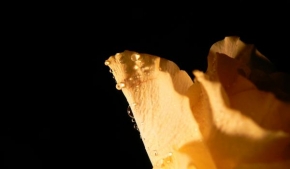 Půvaby květin - Yellow or Black