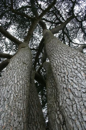 Stromy - Síť větví