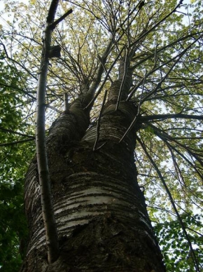Stromy - Kmen stromu