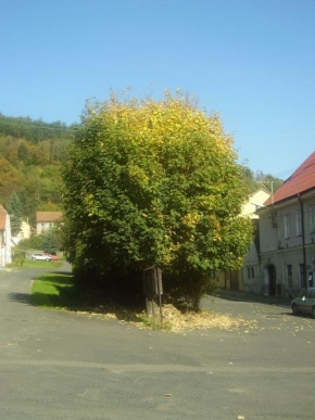 Marek Kolář - Strom