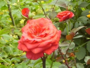 Půvaby květin - Růže ze zahrady