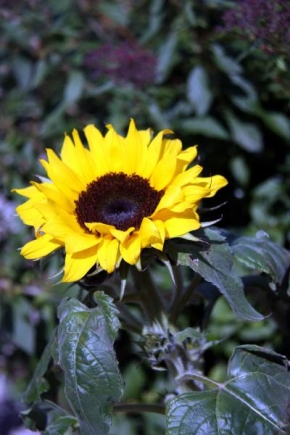 Půvaby květin - Sunflower