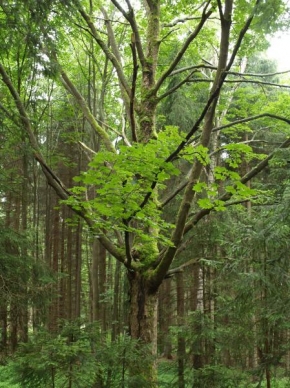 Stromy - Velikán v lese
