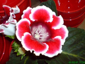 Martin Houska - Krásná květina