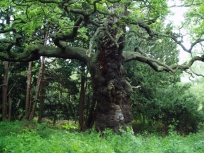 Stromy - Sherwood forest