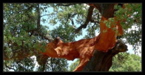 Stromy - Korkový dub