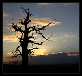 Stromy - Strážce soumraku