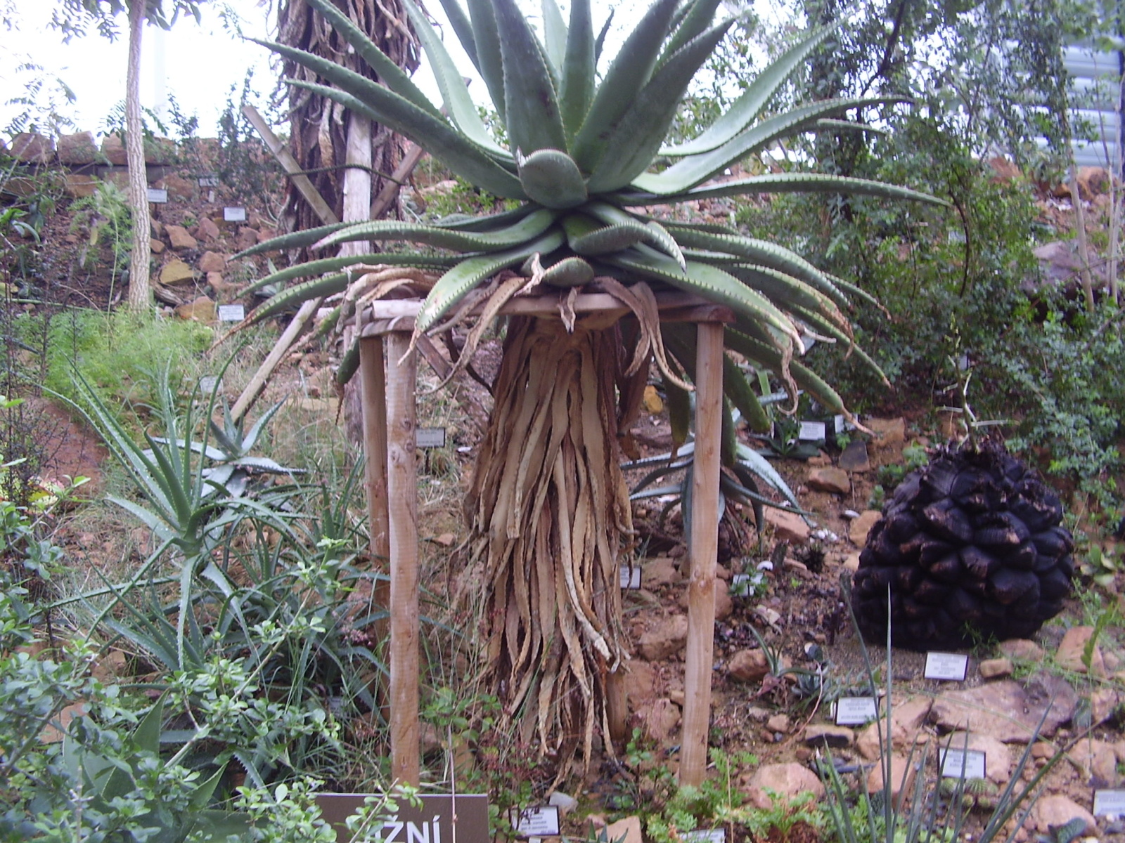 Kaktus z botanické zahrady