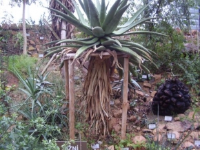Daniel Libudzki - Kaktus z botanické zahrady