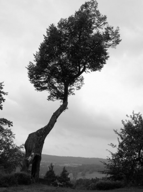 Milan Pocnar - Sloní strom