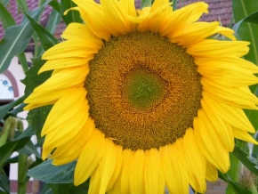 Půvaby květin - Slunečnice