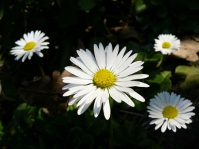 Půvaby květin - Bílé krásky