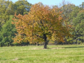 Stromy - Osamnělý strom