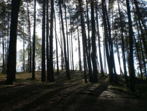 Stromy - Na konci lesa