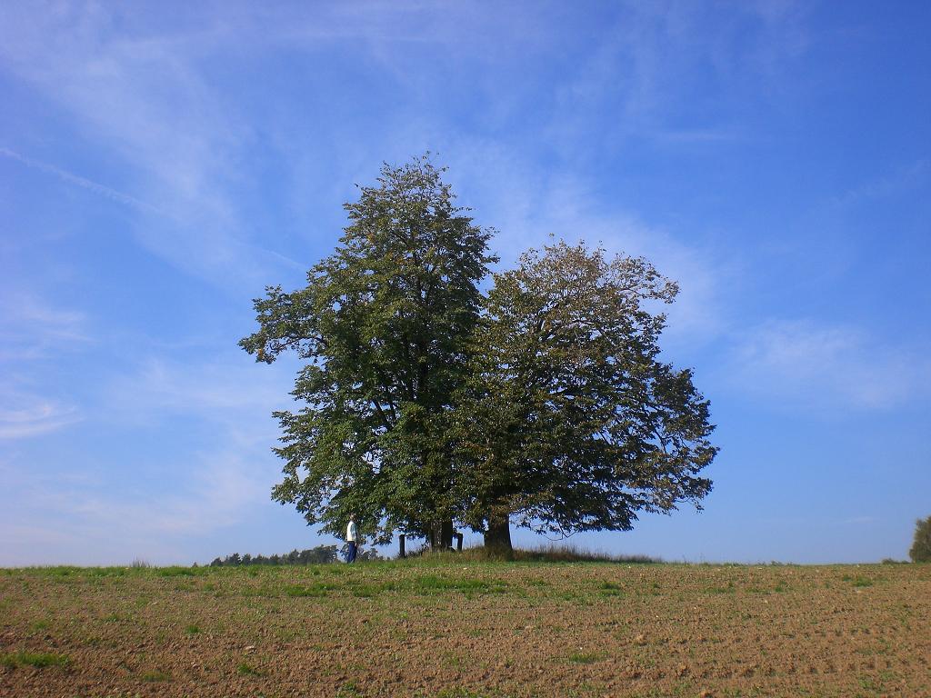 Stoletý strom