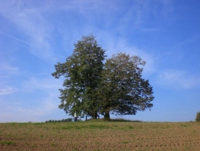 Stromy - Stoletý strom