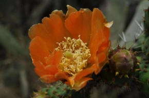 Půvaby květin - Květ kaktusu