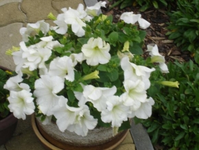 Půvaby květin - Bílá květina