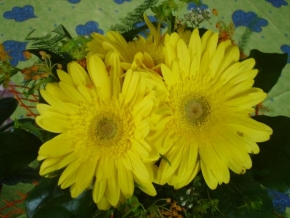Půvaby květin - Žlutá květina