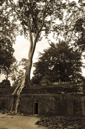 Stromy - Strom v Angkoru