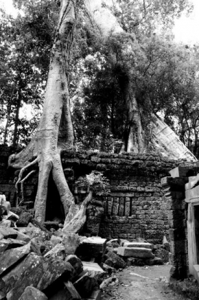 Stromy - Strom v Angkor II.