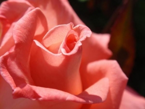 Půvaby květin - Růže