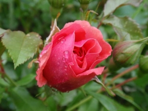 Půvaby květin - Růže s rosou