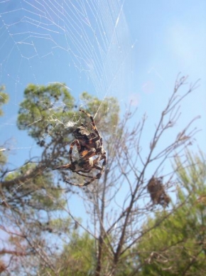 Fotograf roku v přírodě 2009 - Pavúk